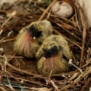 Baby pigeons with black beaks