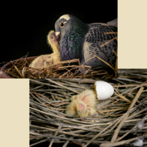 Baby pigeon yellow feathers