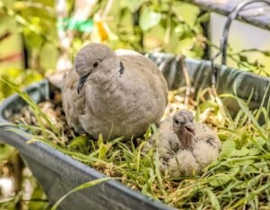 Baby pigeon nest